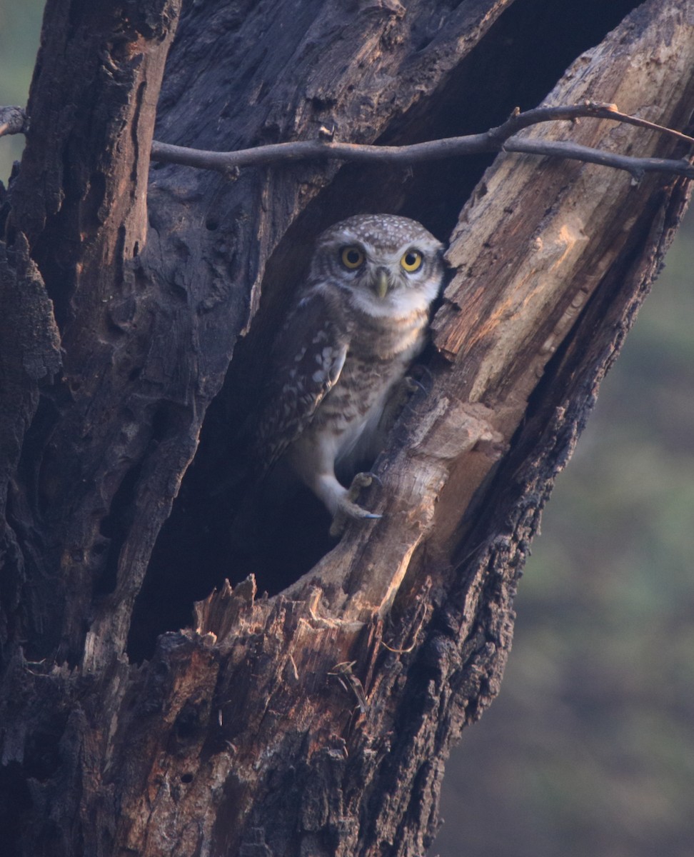 Spotted Owlet - ML233967391