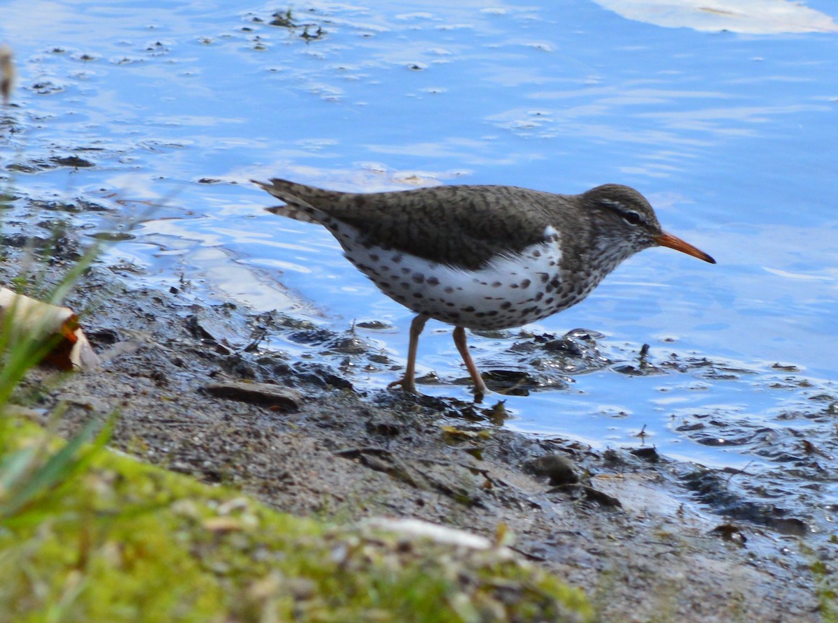 Spotted Sandpiper - Rick Nelson