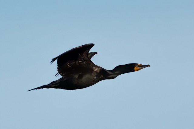 Double-crested Cormorant - Phil Bartley
