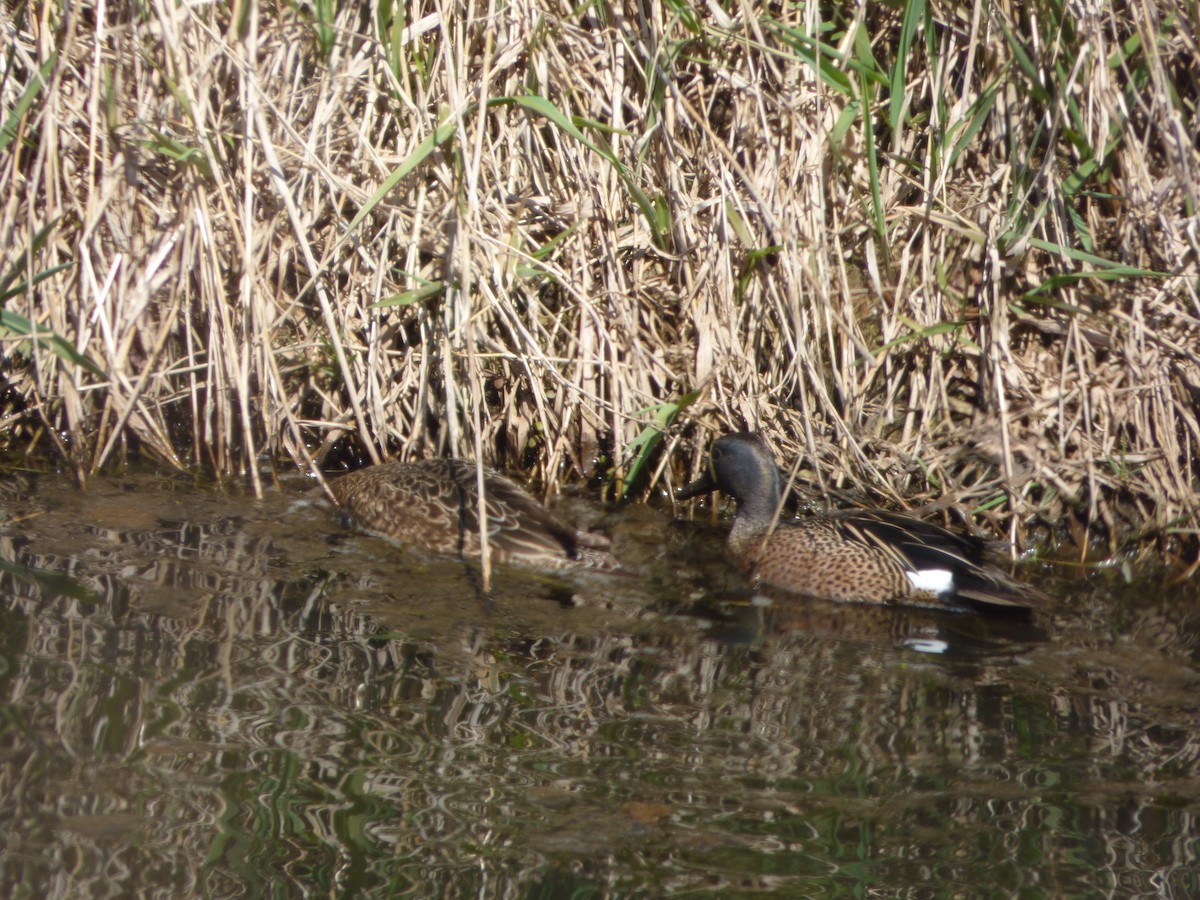 Blue-winged Teal - ML233975421