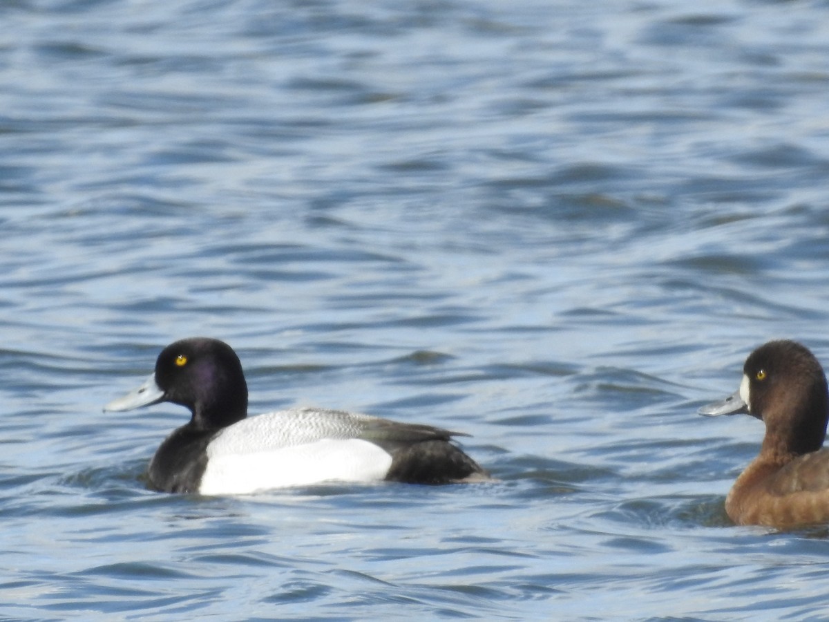 Greater Scaup - Richard Lepage