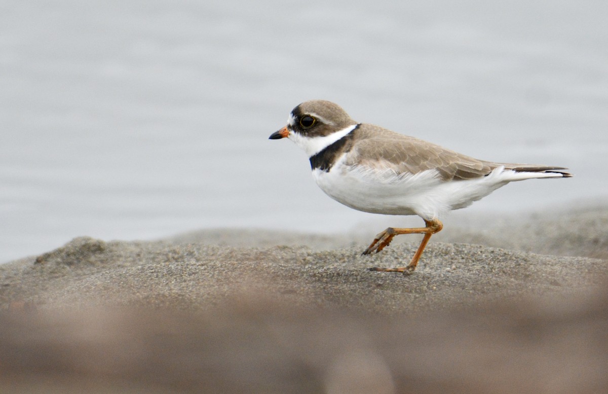 Semipalmated Plover - ML233982441