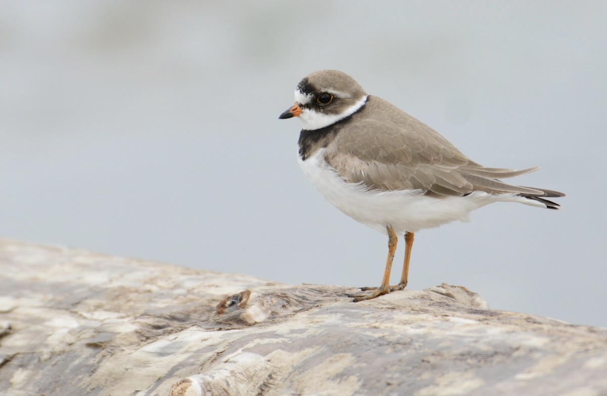 Semipalmated Plover - ML233982451