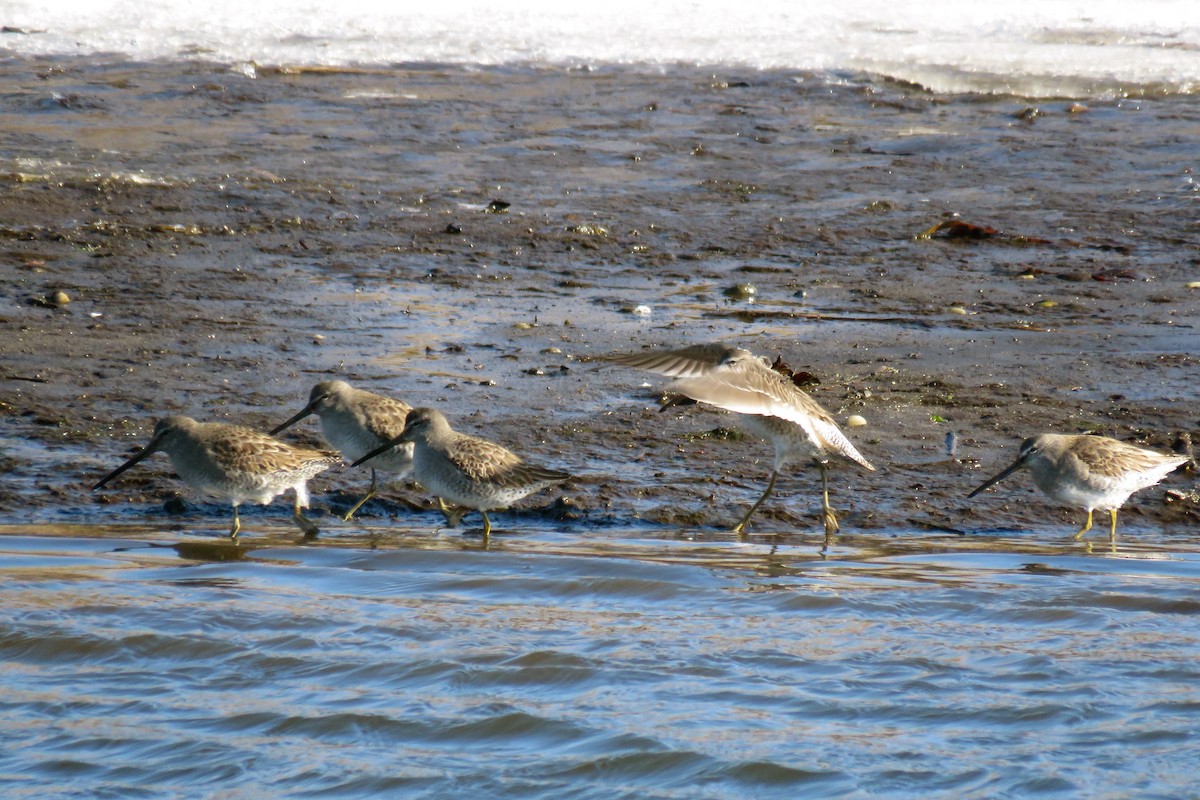 Long-billed Dowitcher - ML23398321