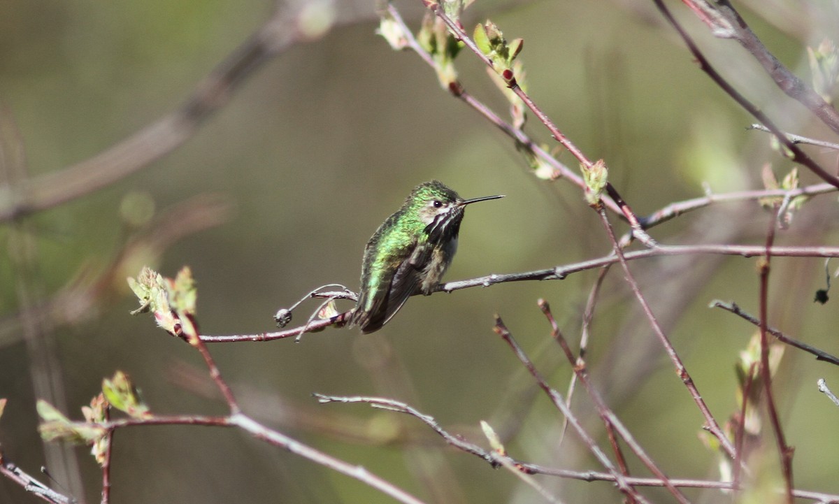 Calliope Hummingbird - ML233983751