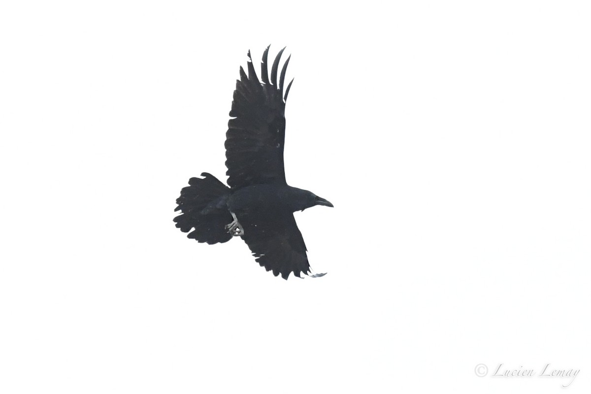 Common Raven - ML233987851
