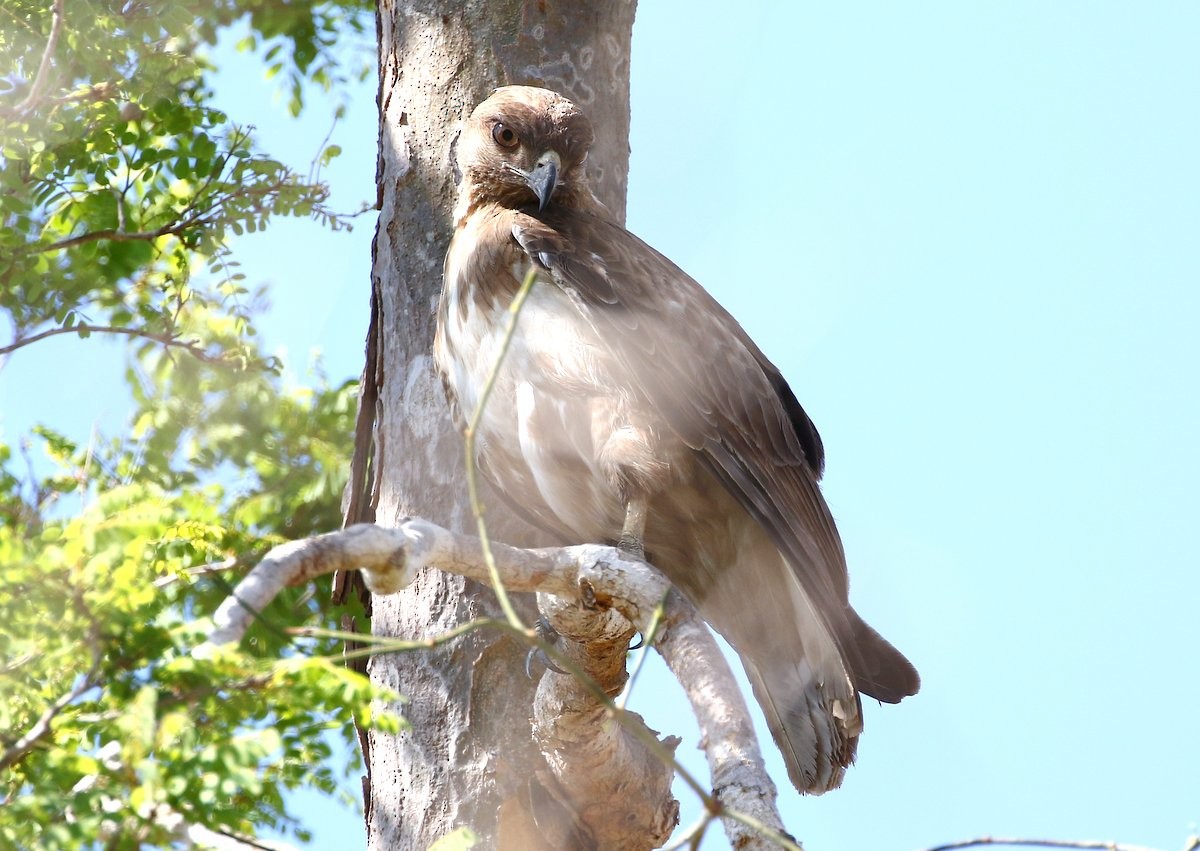 Madagascar Cuckoo-Hawk - ML233989831