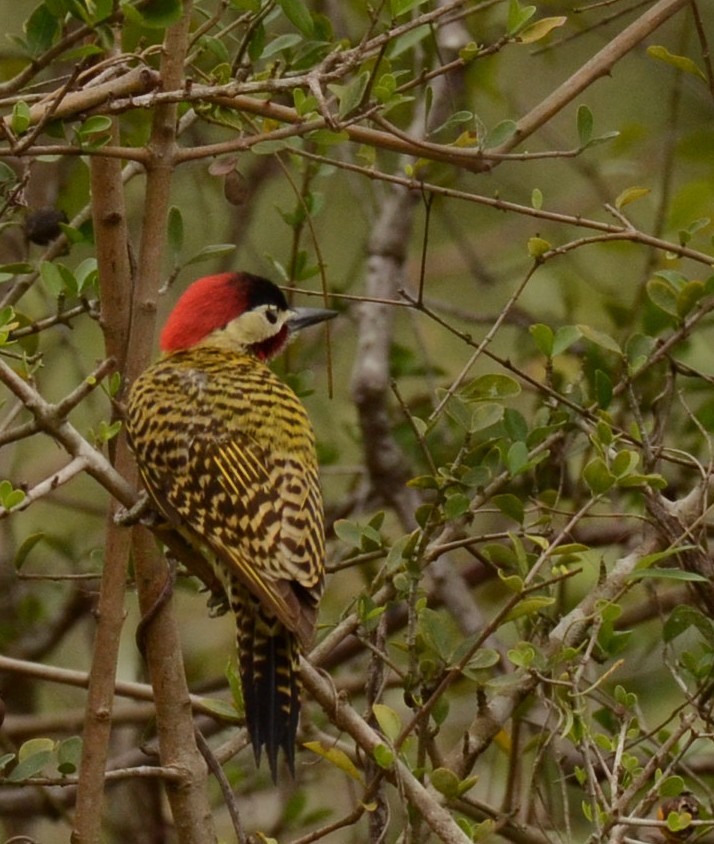 Green-barred Woodpecker - ML233991541