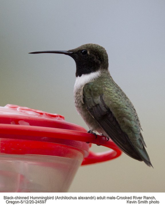 Black-chinned Hummingbird - Central Oregon Historical Records