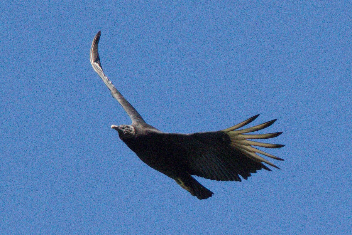 Black Vulture - Diego  Rodríguez