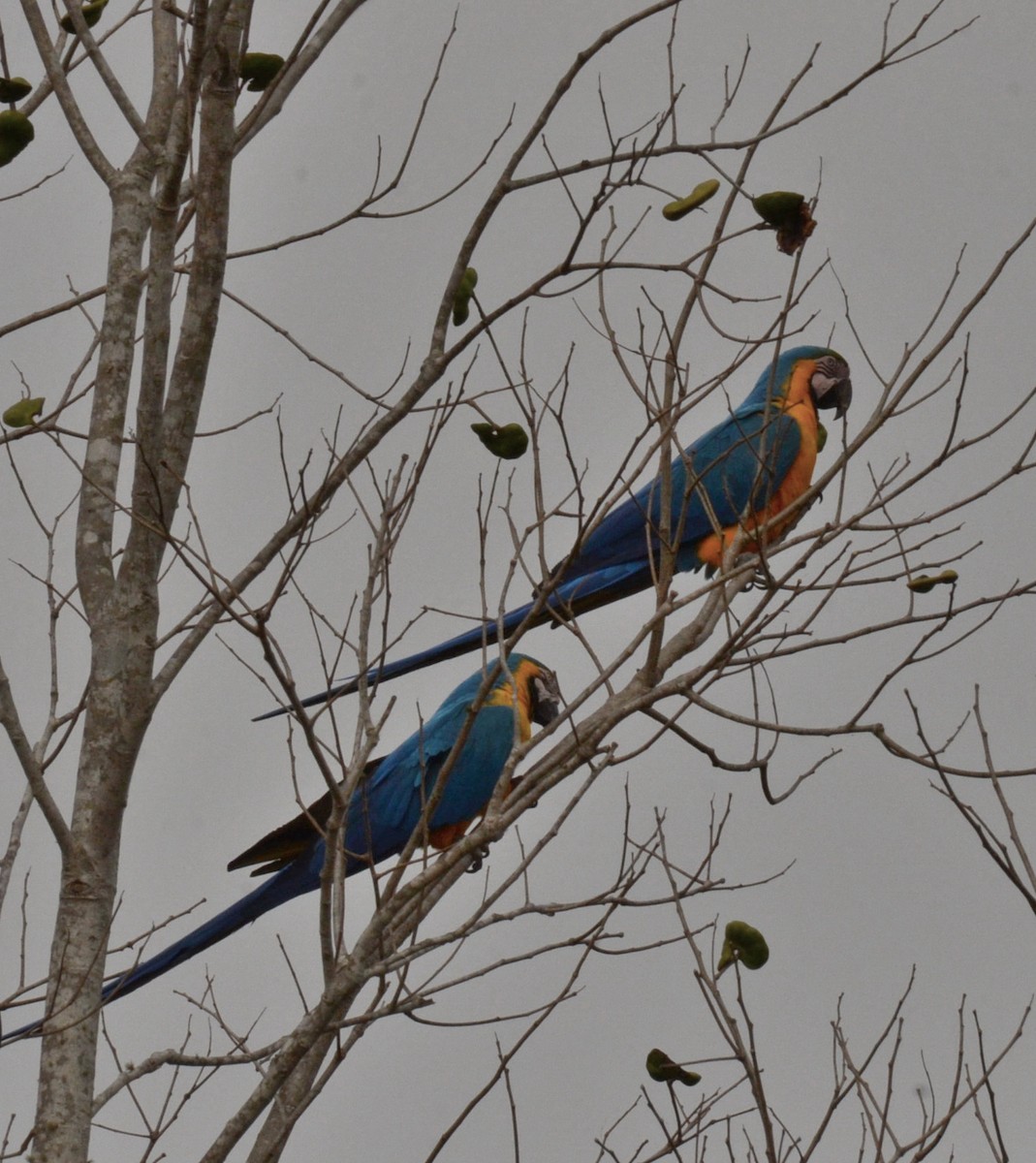 Blue-and-yellow Macaw - Eugenia Boggiano