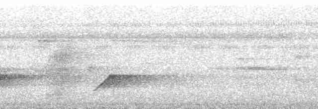 Kadife Sırtlı Drongo (coracinus) - ML23400