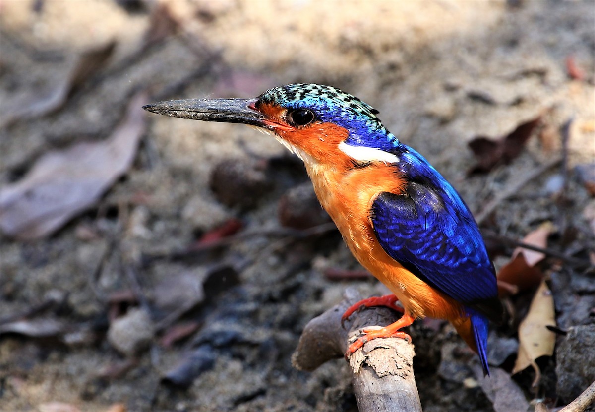 Malagasy Kingfisher - Carmelo López Abad