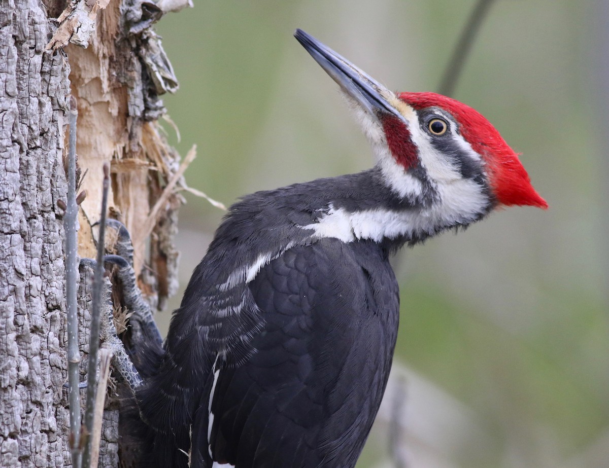 Pileated Woodpecker - Shawn Billerman