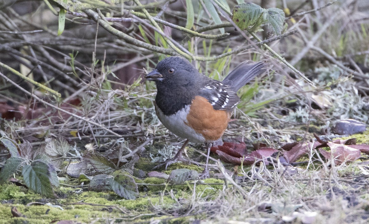 Spotted Towhee - ML23402171