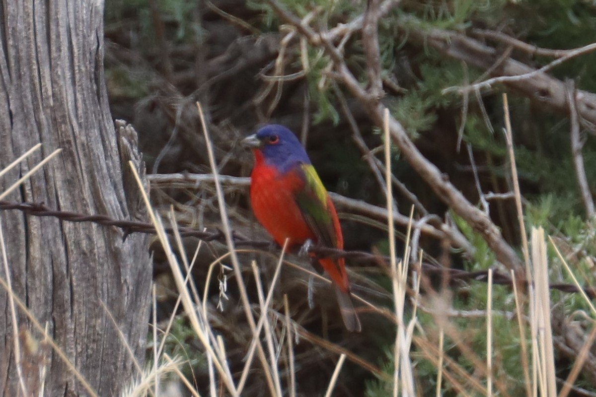 Painted Bunting - ML234025311
