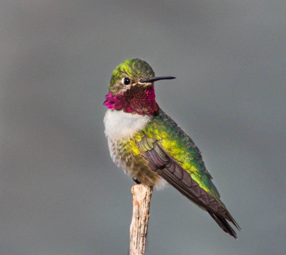 Broad-tailed Hummingbird - ML234029591