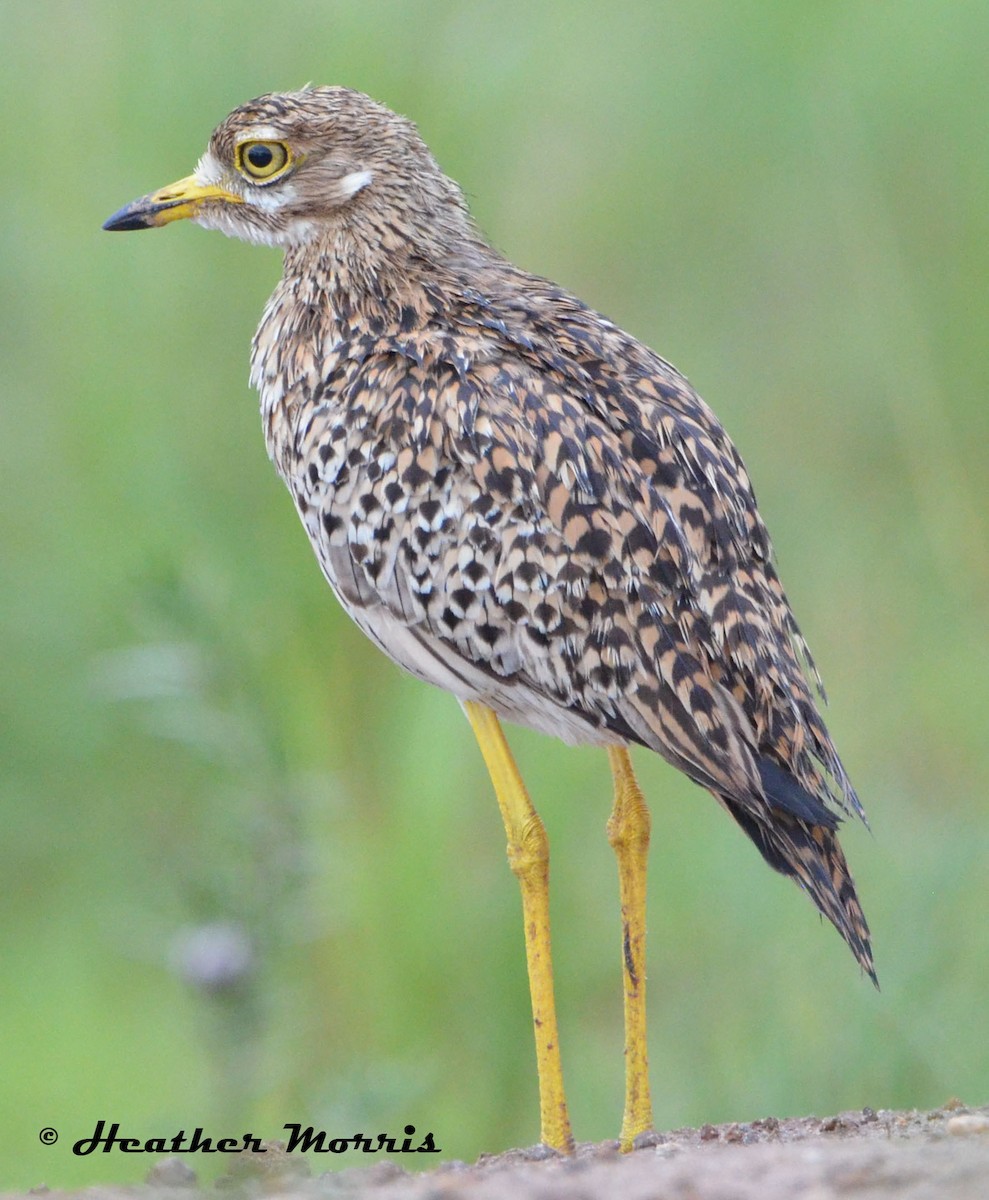 Spotted Thick-knee - ML234033001