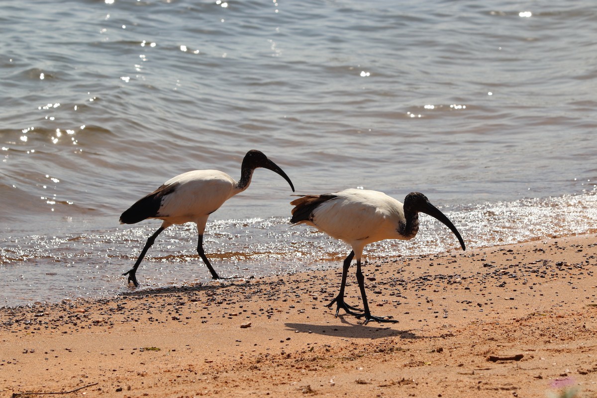 African Sacred Ibis - Anonymous