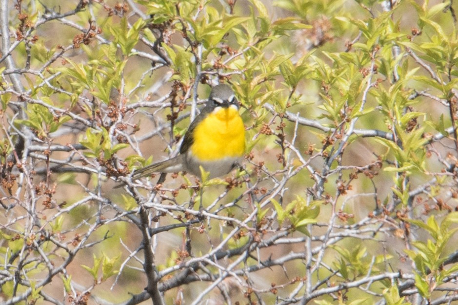 Yellow-breasted Chat - ML234045981