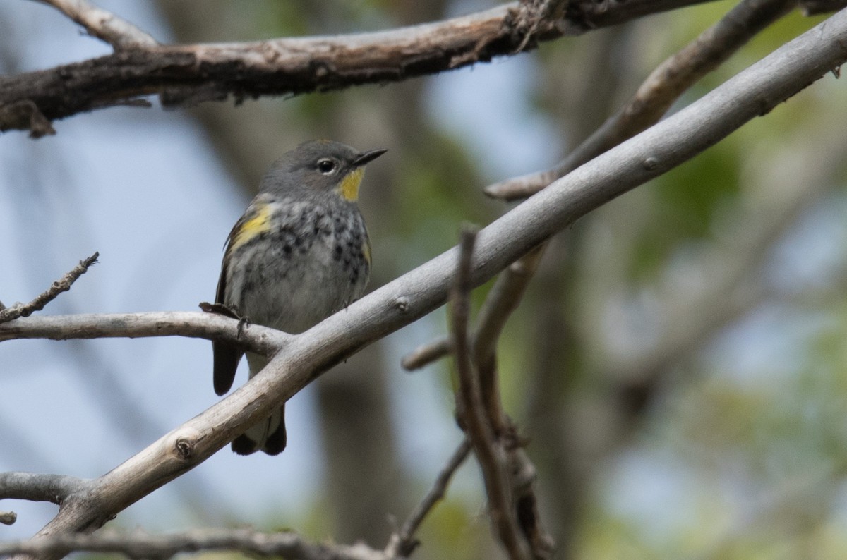 Yellow-rumped Warbler (Audubon's) - ML234046101