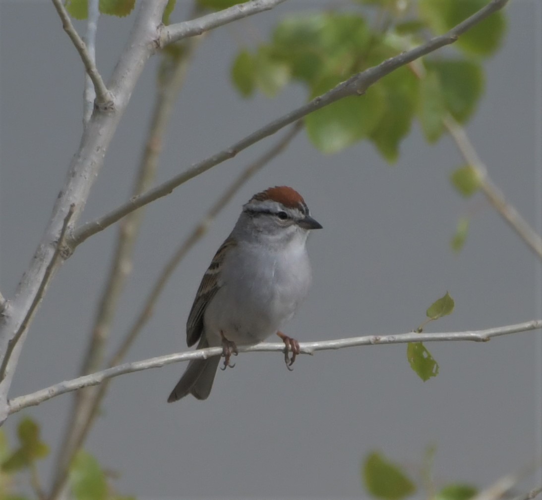 Chipping Sparrow - ML234048071