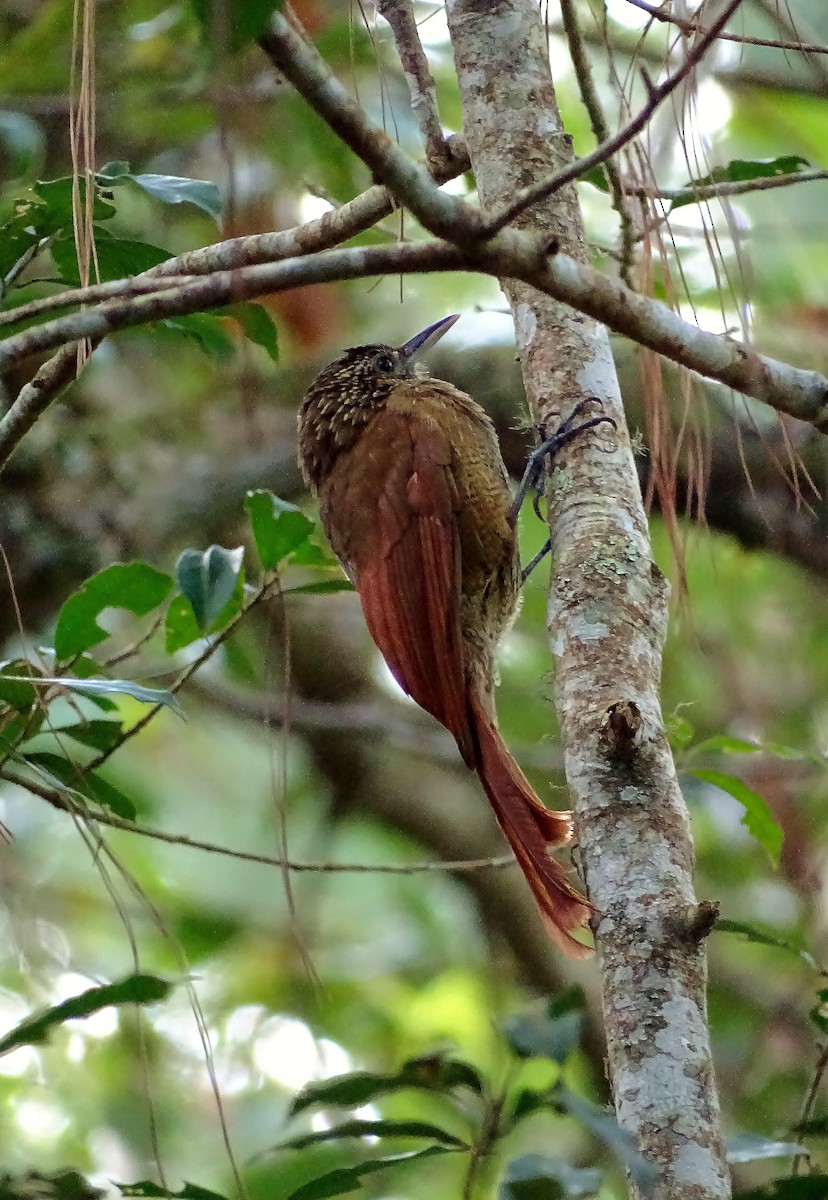 Black-banded Woodcreeper - Alfonso Auerbach