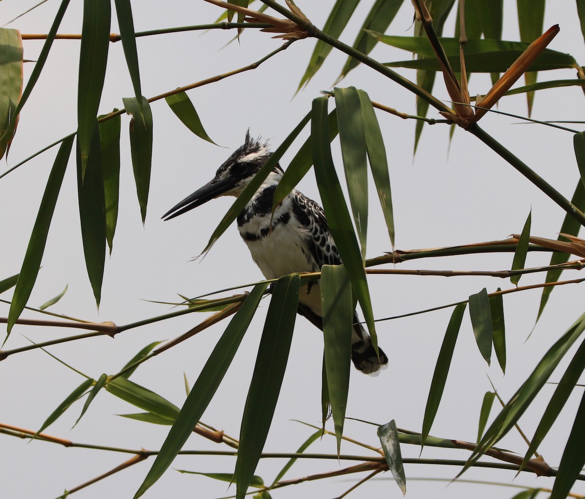 Pied Kingfisher - Anonymous