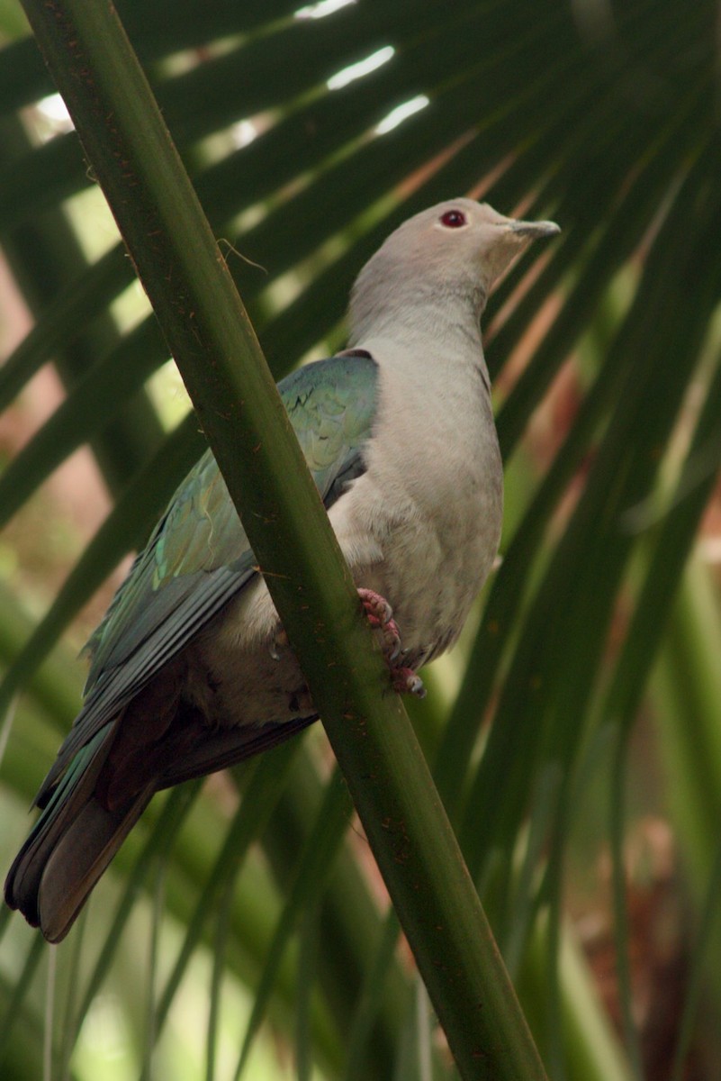 Green Imperial-Pigeon - ML234058021