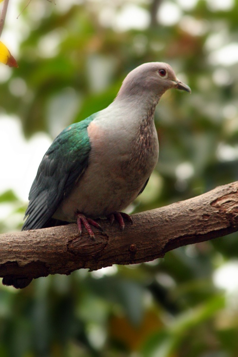 Green Imperial-Pigeon - ML234058031