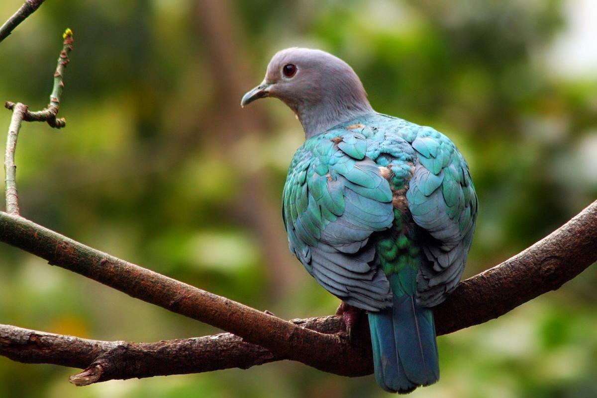 Green Imperial-Pigeon - ML234058051