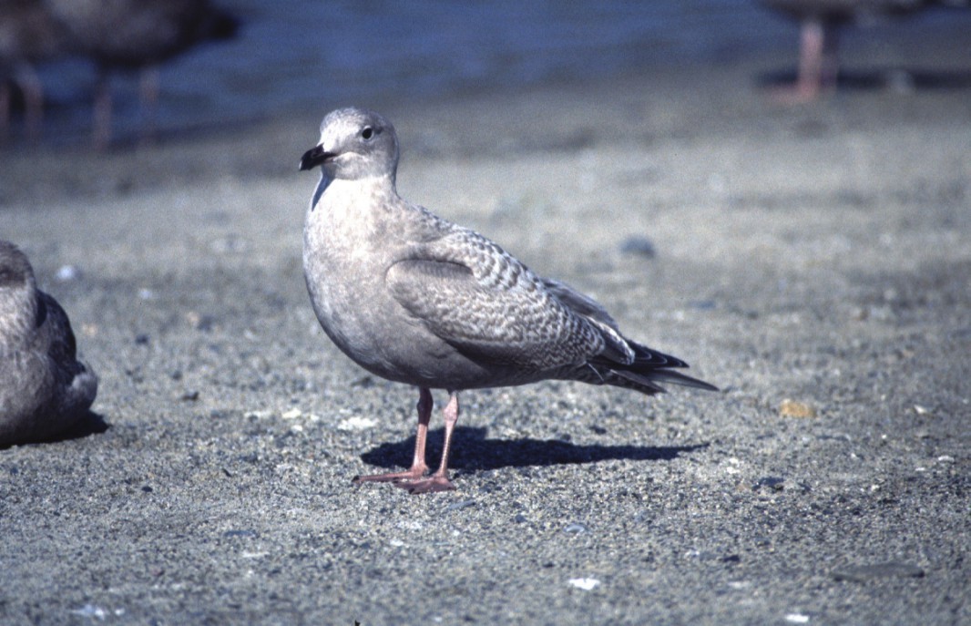 Iceland Gull (Thayer's) - Alexander Lees