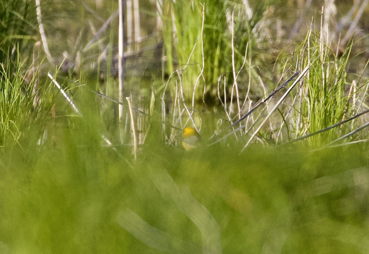 Prothonotary Warbler - David Gruver