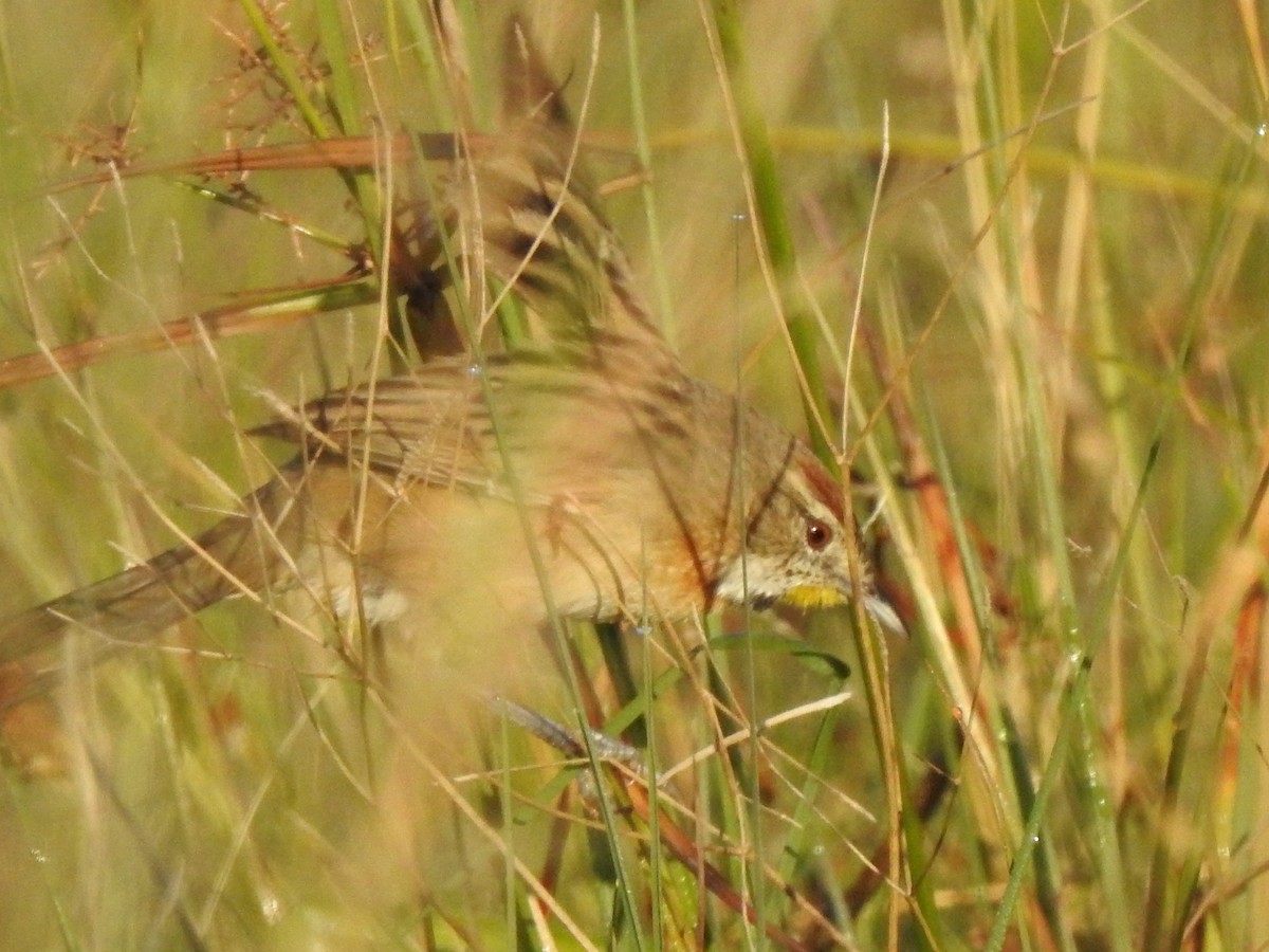 Chotoy Spinetail - ML234072601