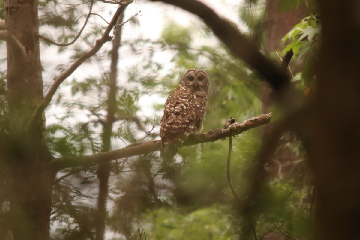 Barred Owl - John Pike