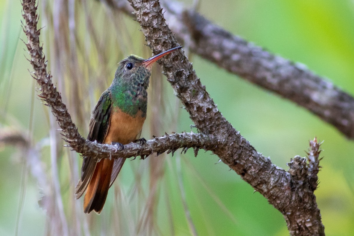 Buff-bellied Hummingbird (Yucatan) - Francis Canto Jr