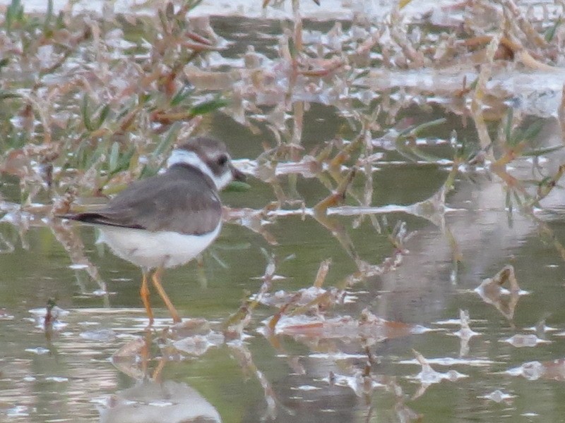 Semipalmated Plover - ML23407541