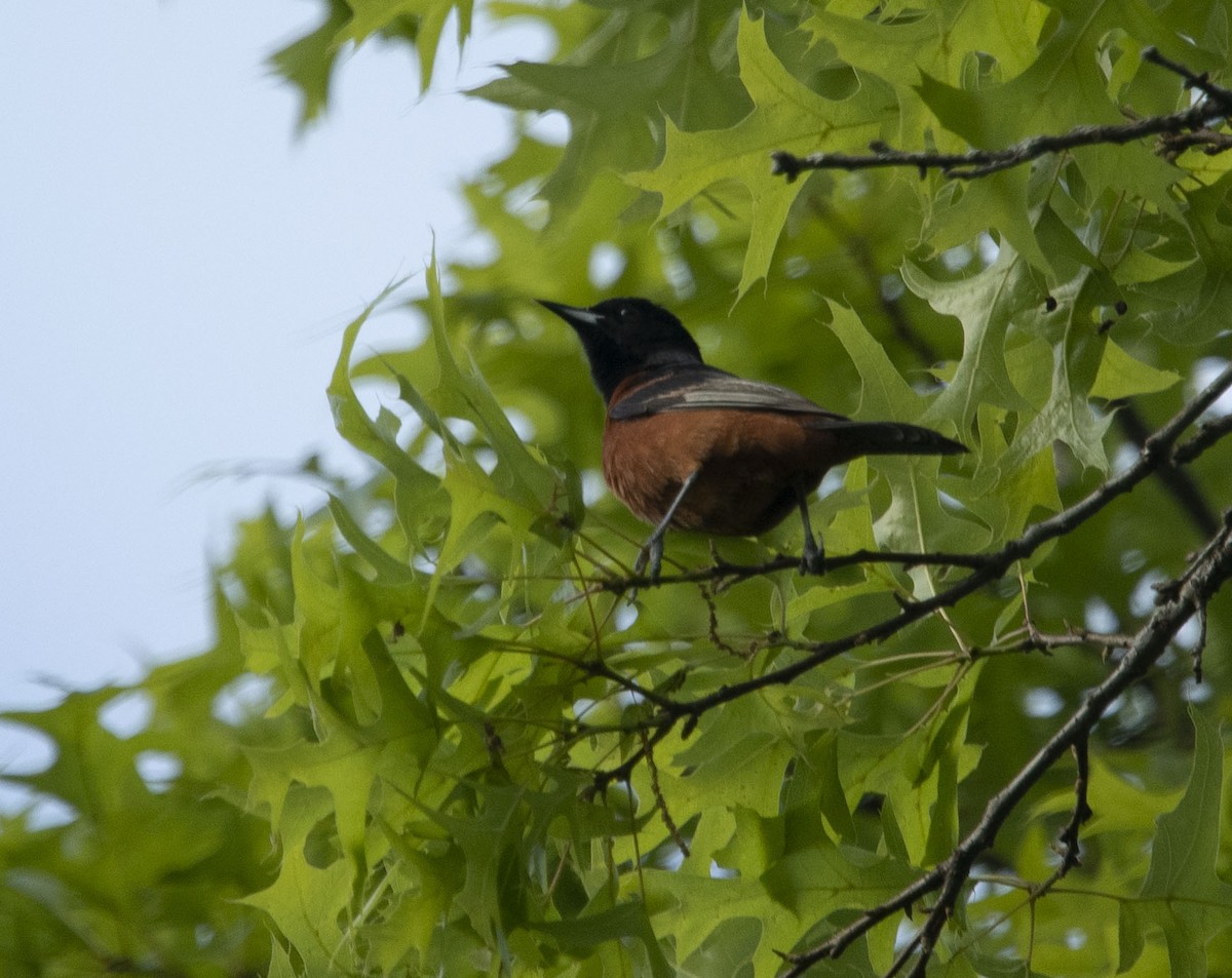 Orchard Oriole - ML234076651