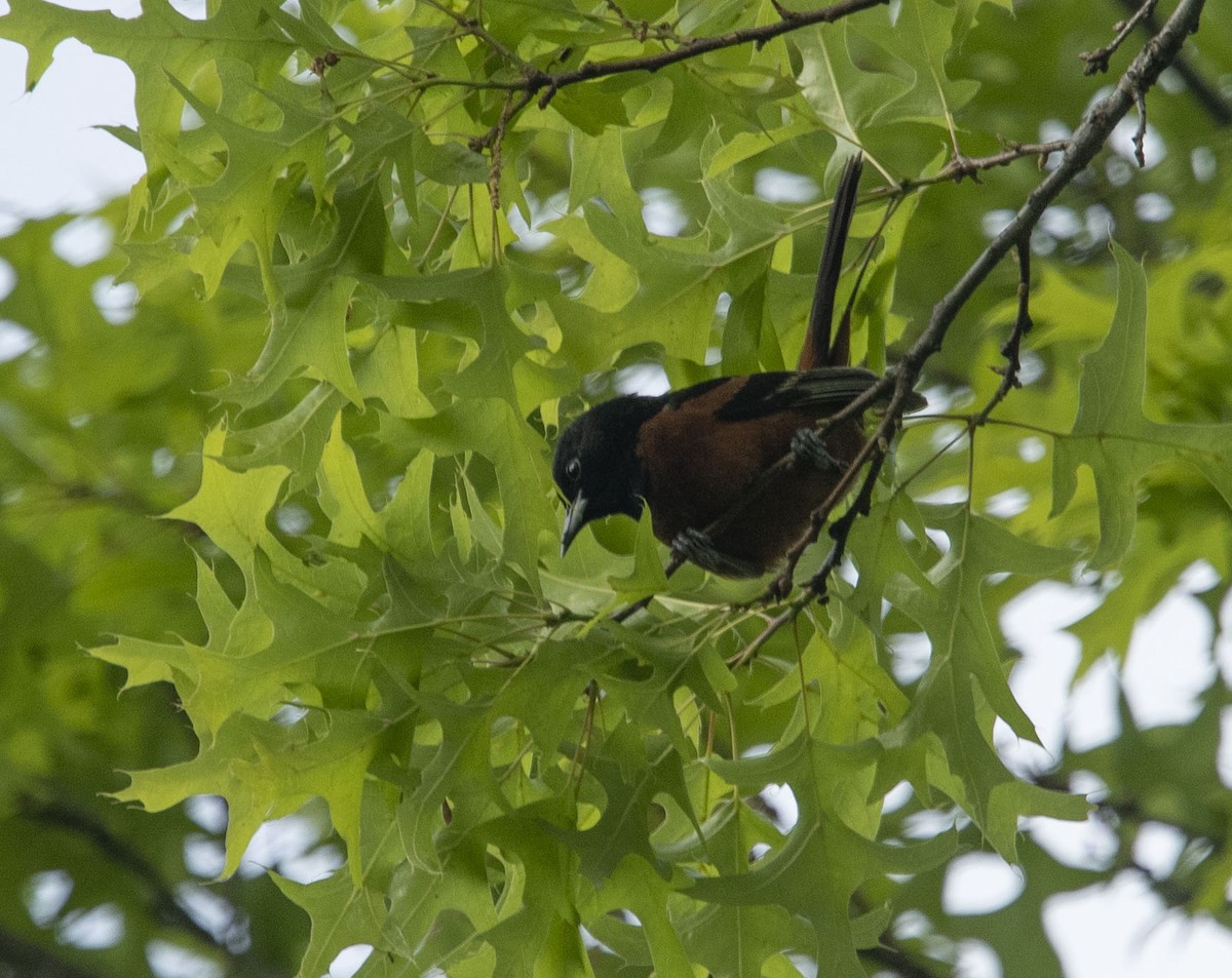 Orchard Oriole - ML234076661