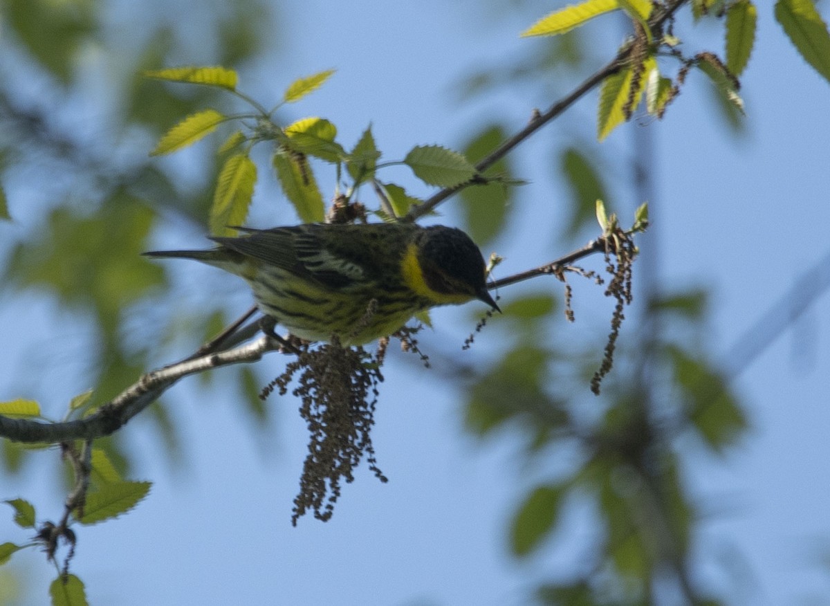 Cape May Warbler - ML234077411
