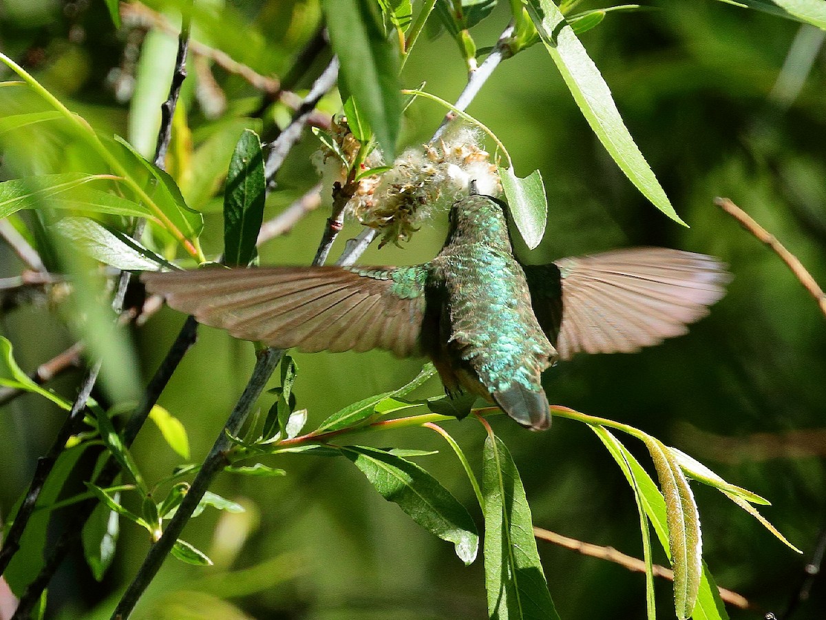 Black-chinned Hummingbird - ML234077931