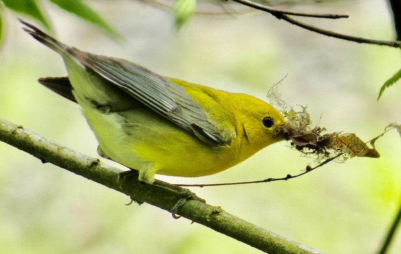 Prothonotary Warbler - Karen Mammone