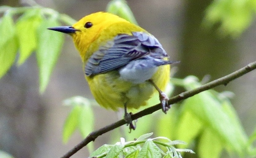 Prothonotary Warbler - ML234080191