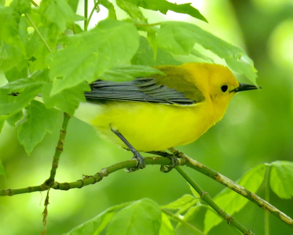 Prothonotary Warbler - ML234080281