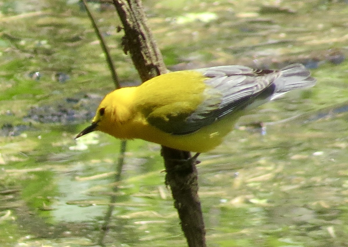 Prothonotary Warbler - ML234080301