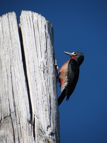 Puerto Rican Woodpecker - Andrew Kinslow