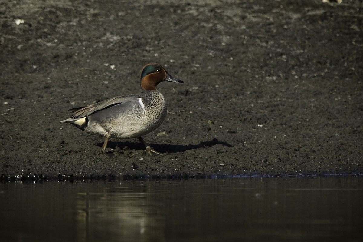 Green-winged Teal - ML234094261