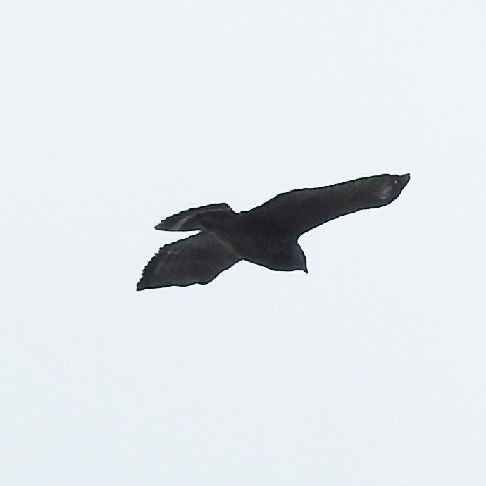 Broad-winged Hawk - ML234095651