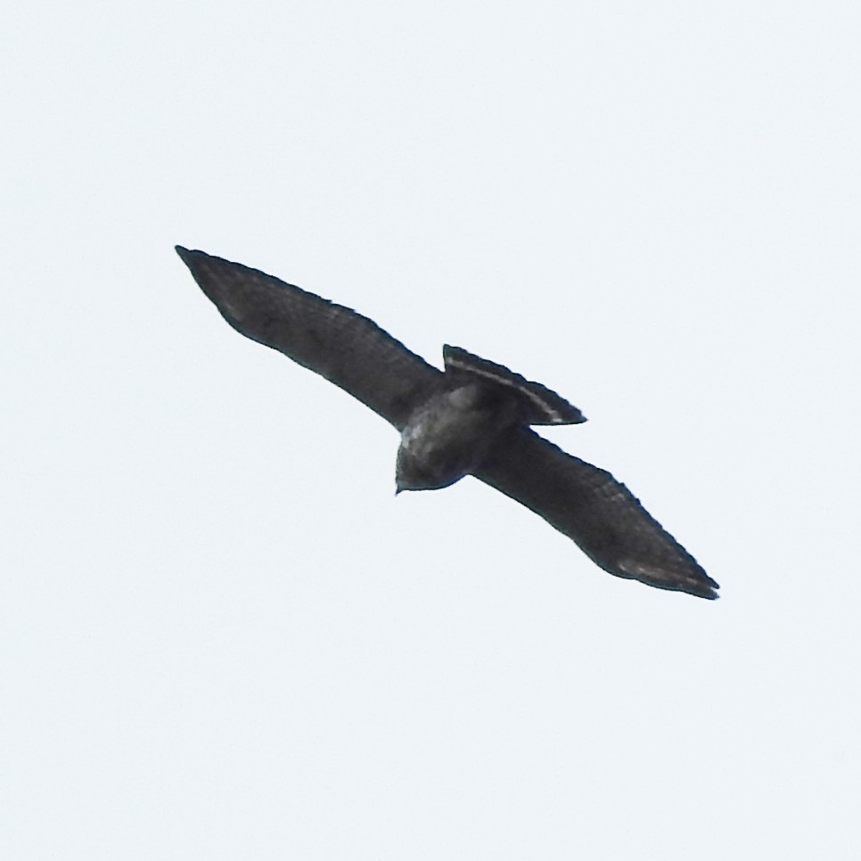 Broad-winged Hawk - ML234095681