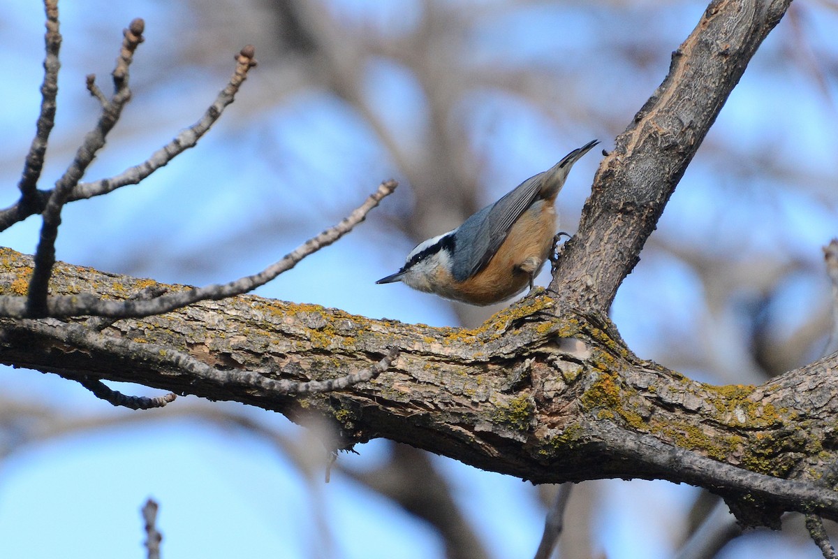 Red-breasted Nuthatch - ML23409731